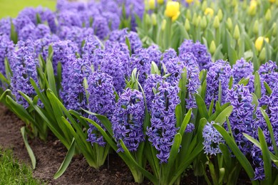 Photo of Beautiful hyacinth and tulip flowers growing outdoors