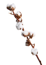 Dried cotton branch with fluffy flowers isolated on white