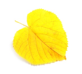 Photo of Beautiful autumn leaf on white background. Fall foliage