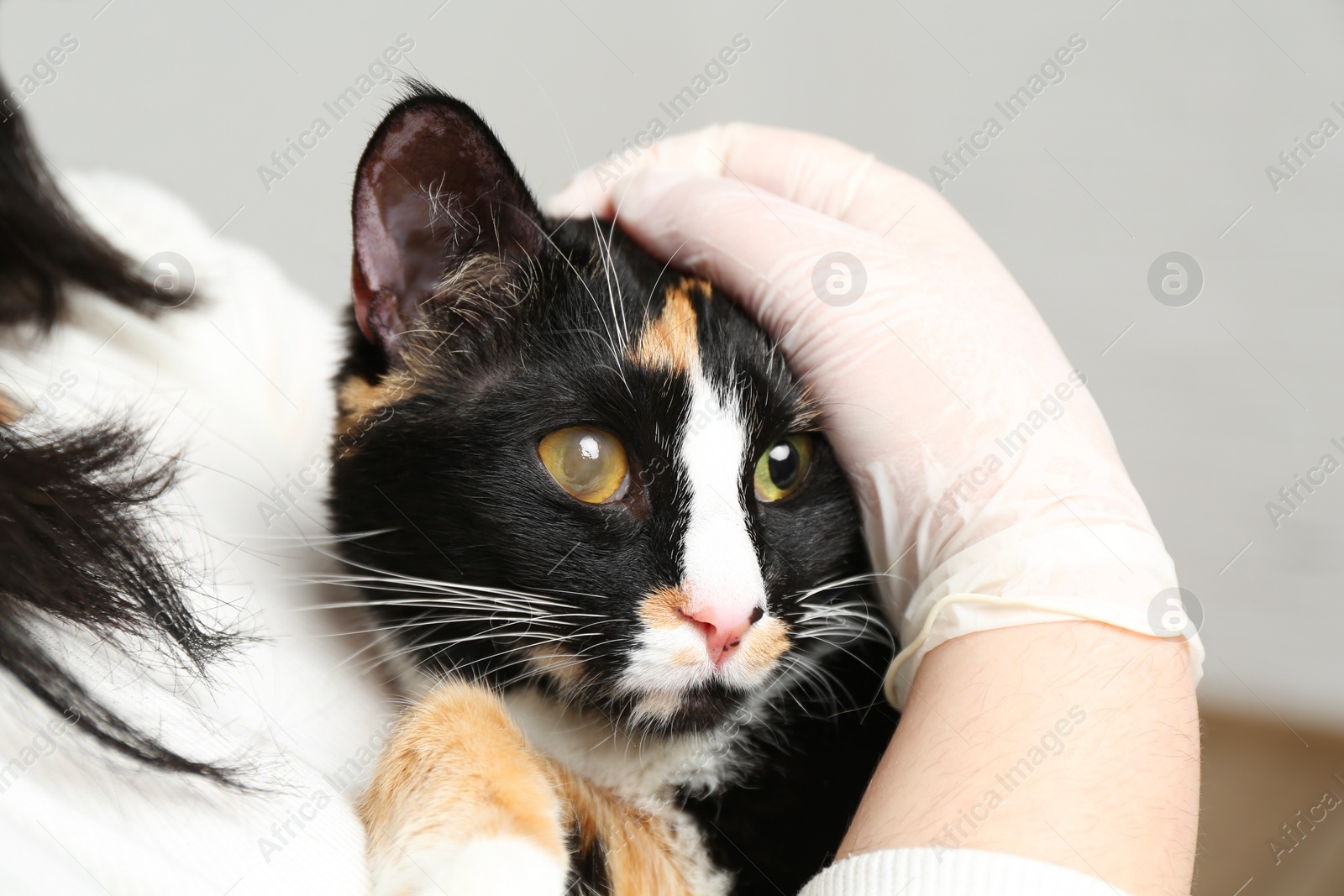 Photo of Veterinarian examining cute cat with corneal opacity on blurred background, closeup