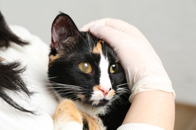 Photo of Veterinarian examining cute cat with corneal opacity on blurred background, closeup