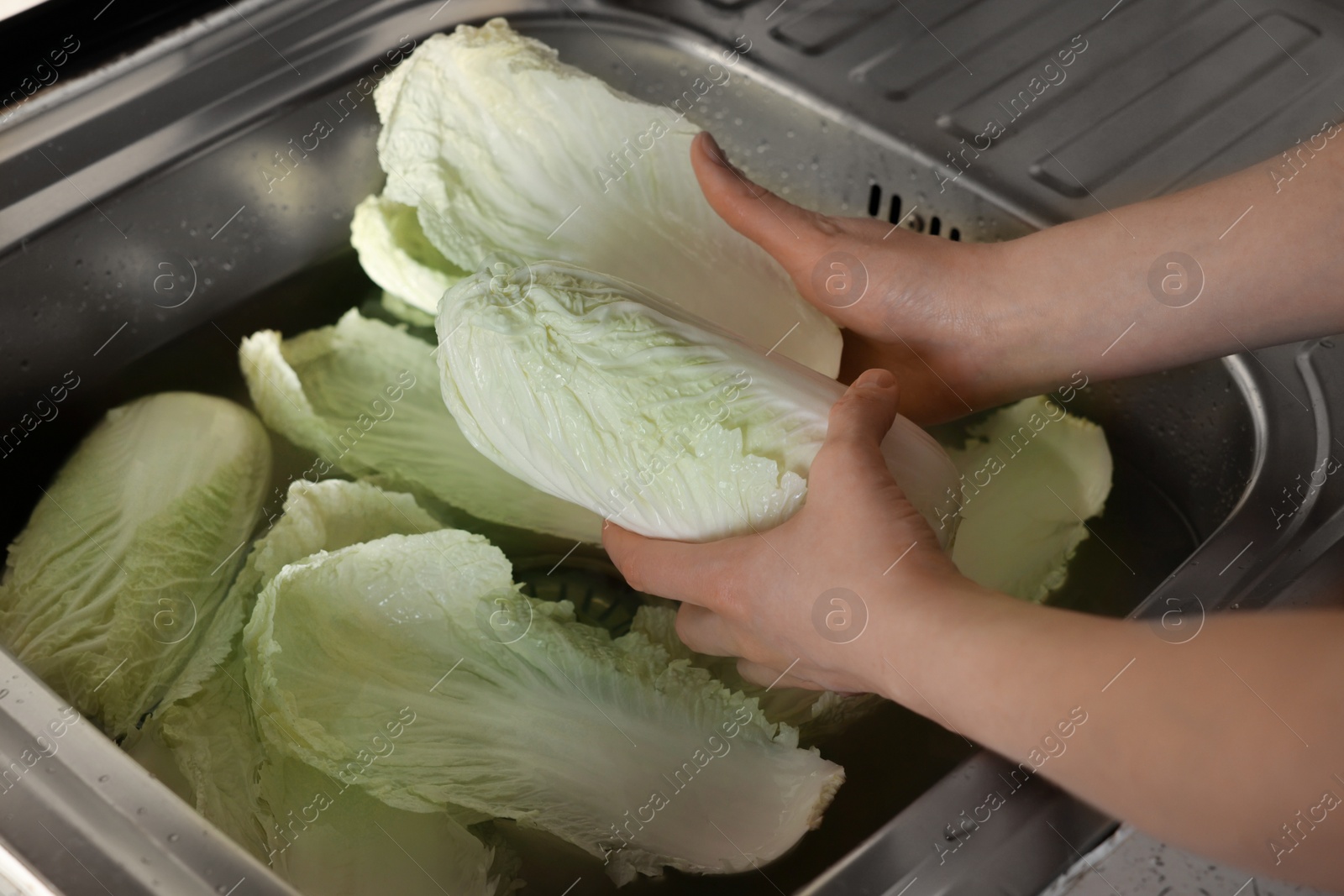 Photo of Woman washing fresh Chinese cabbages in sink, closeup