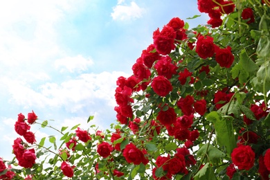 Photo of Beautiful green bush with blooming roses in garden