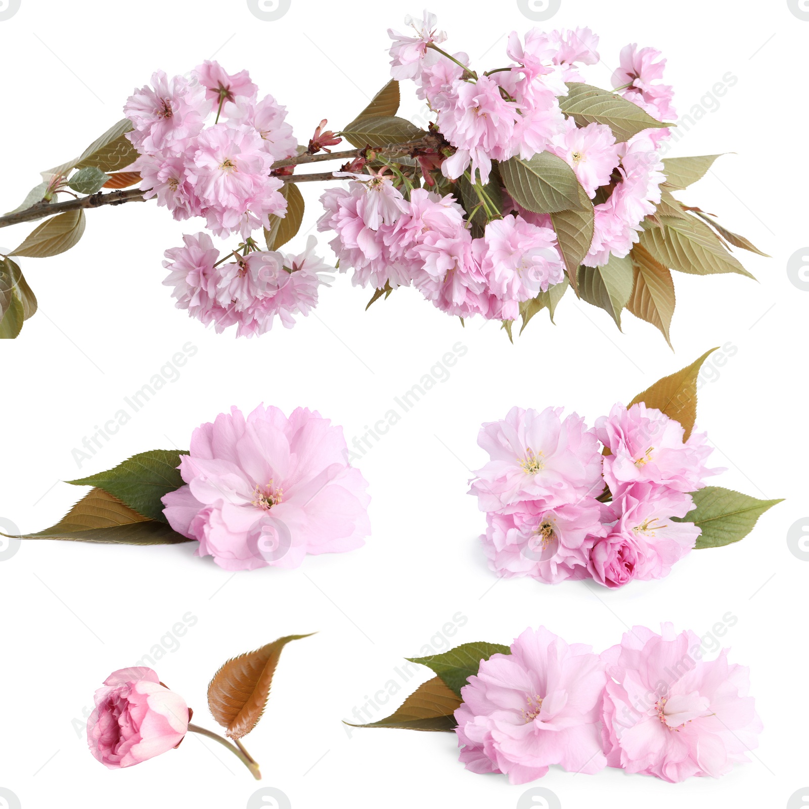 Image of Set of beautiful sakura blossoms on white background. Spring season