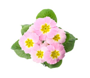 Photo of Beautiful primula (primrose) plant with pink flowers isolated on white, top view. Spring blossom