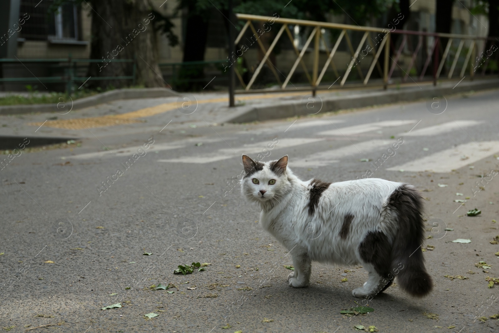 Photo of Lonely stray cat walking on asphalt road outdoors, space for text