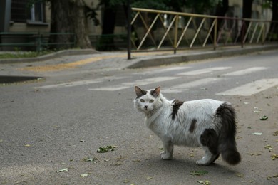 Photo of Lonely stray cat walking on asphalt road outdoors, space for text