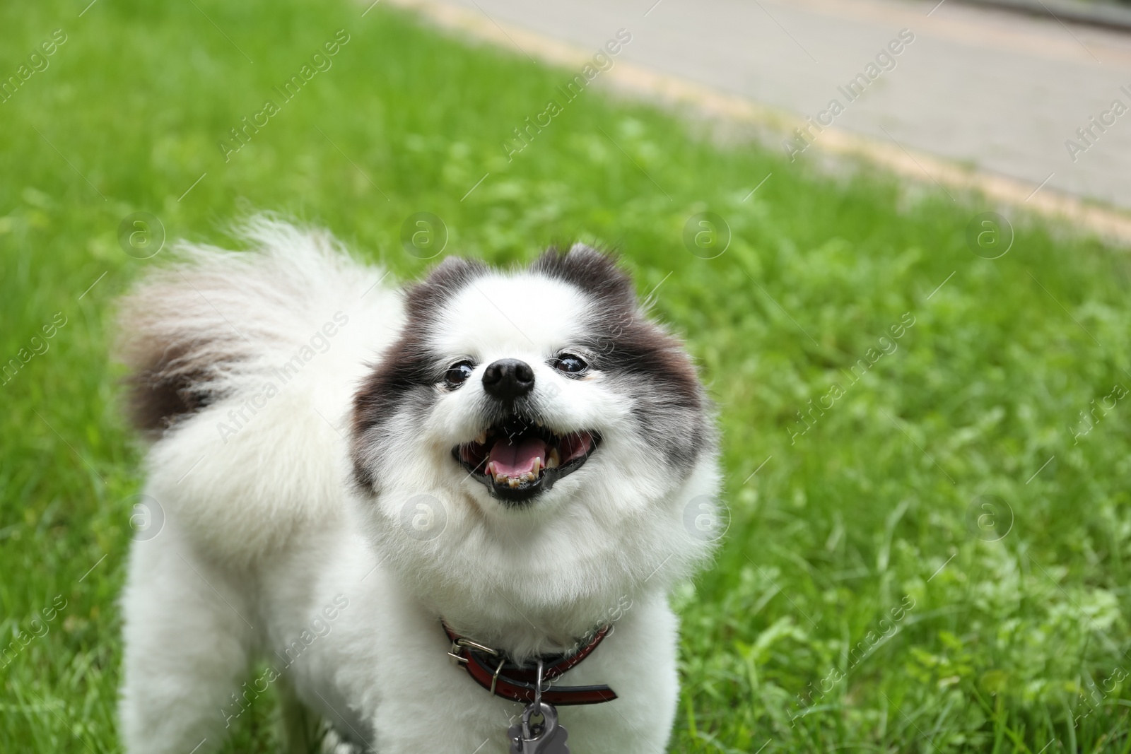 Photo of Cute fluffy Pomeranian dog walking in park, space for text