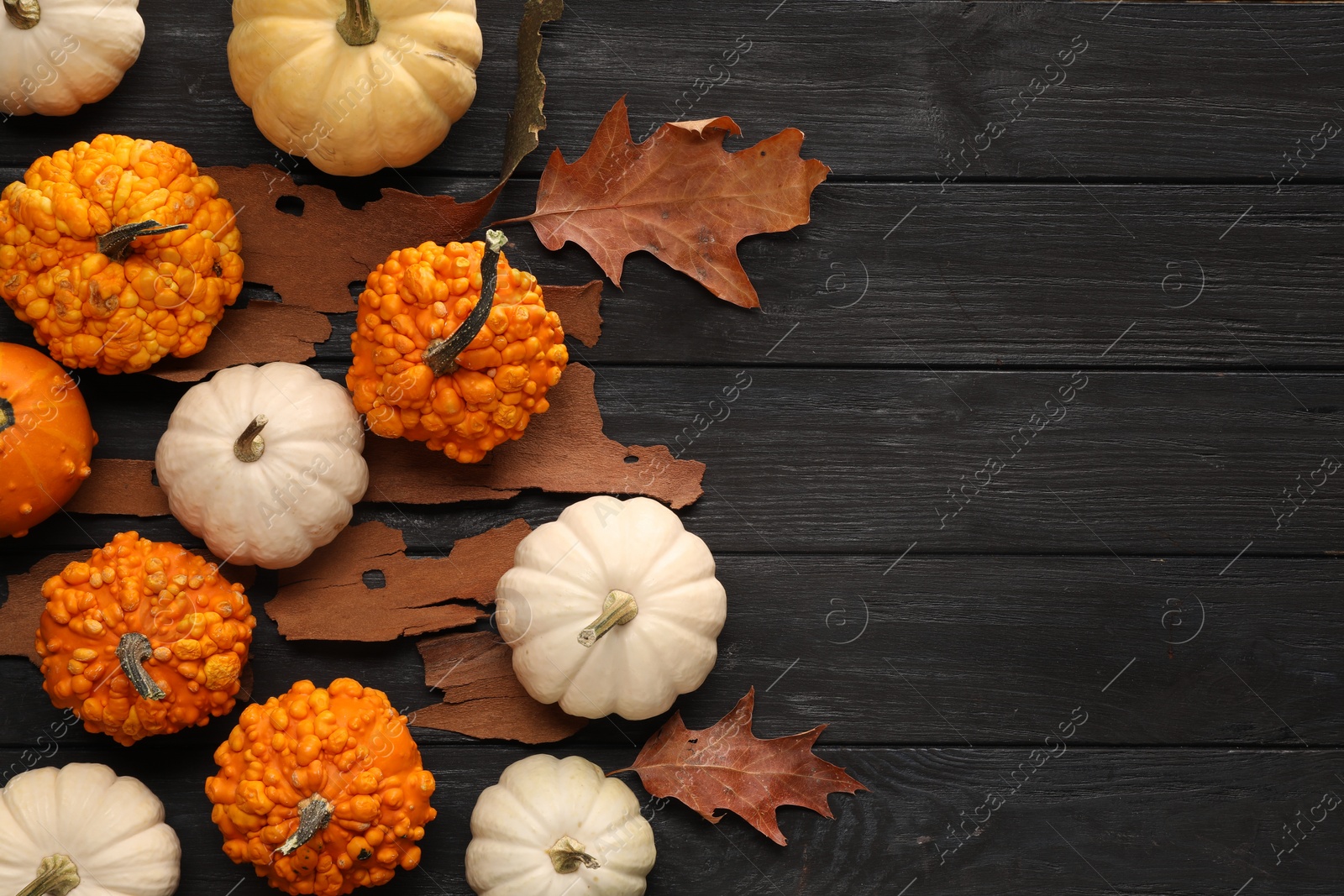 Photo of Flat lay composition with different ripe pumpkins on black wooden table. Space for text