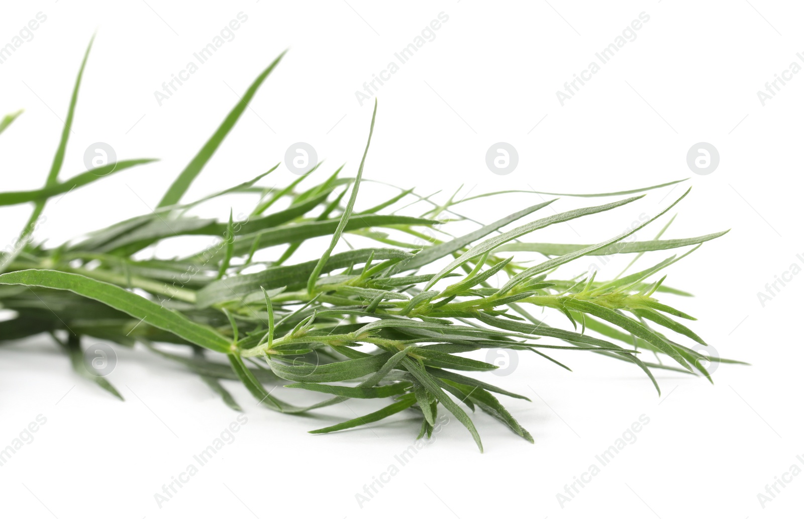 Photo of Sprigs of fresh tarragon on white background