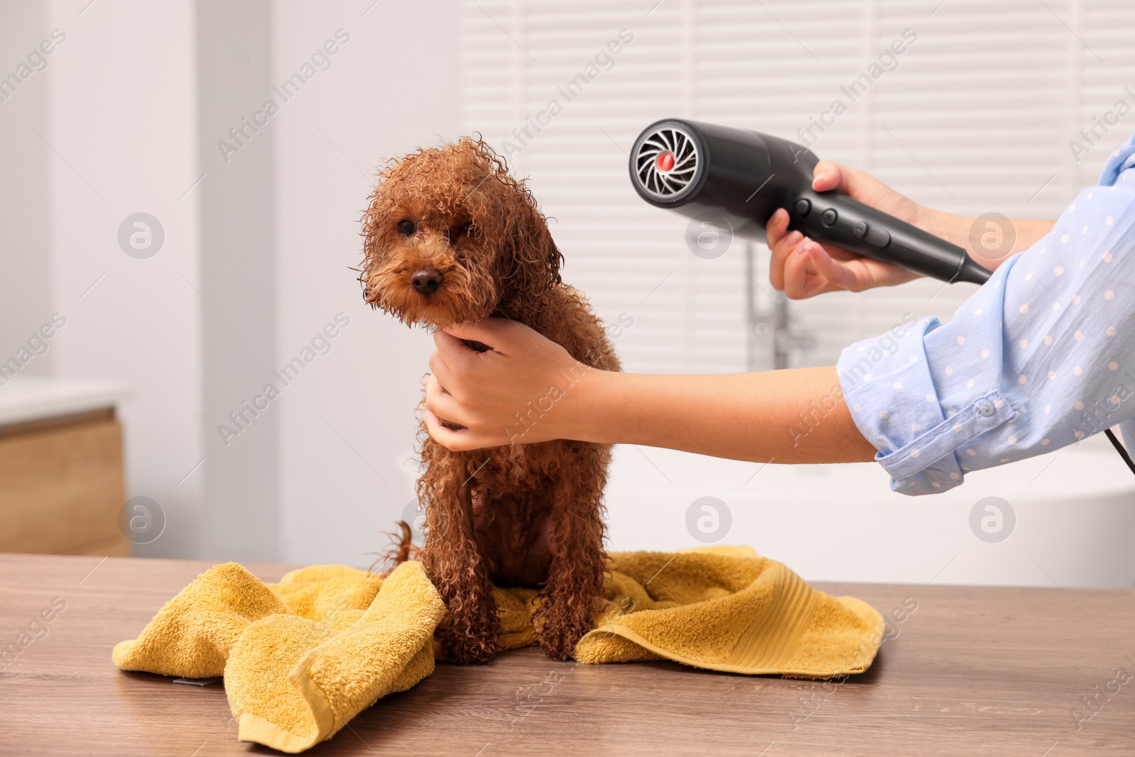 Photo of Woman drying fur of cute Maltipoo dog after washing in bathroom. Lovely pet