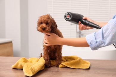 Woman drying fur of cute Maltipoo dog after washing in bathroom. Lovely pet