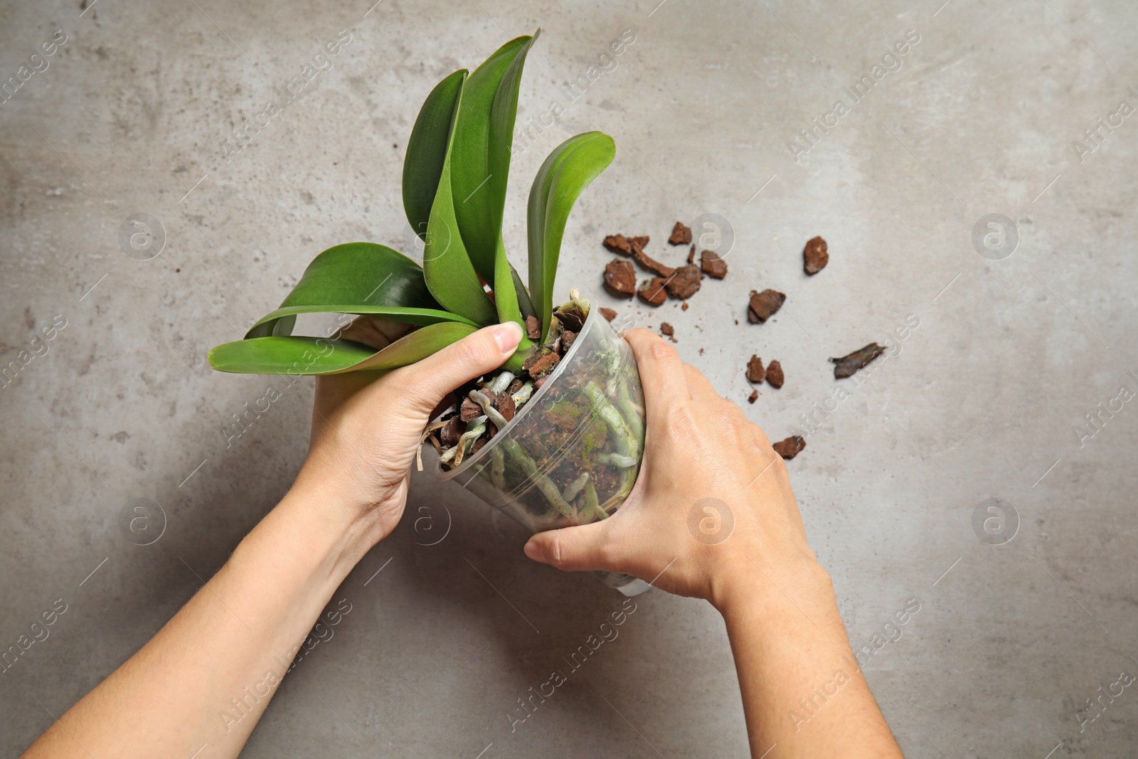 Photo of Woman transplanting orchid plant on grey table, top view