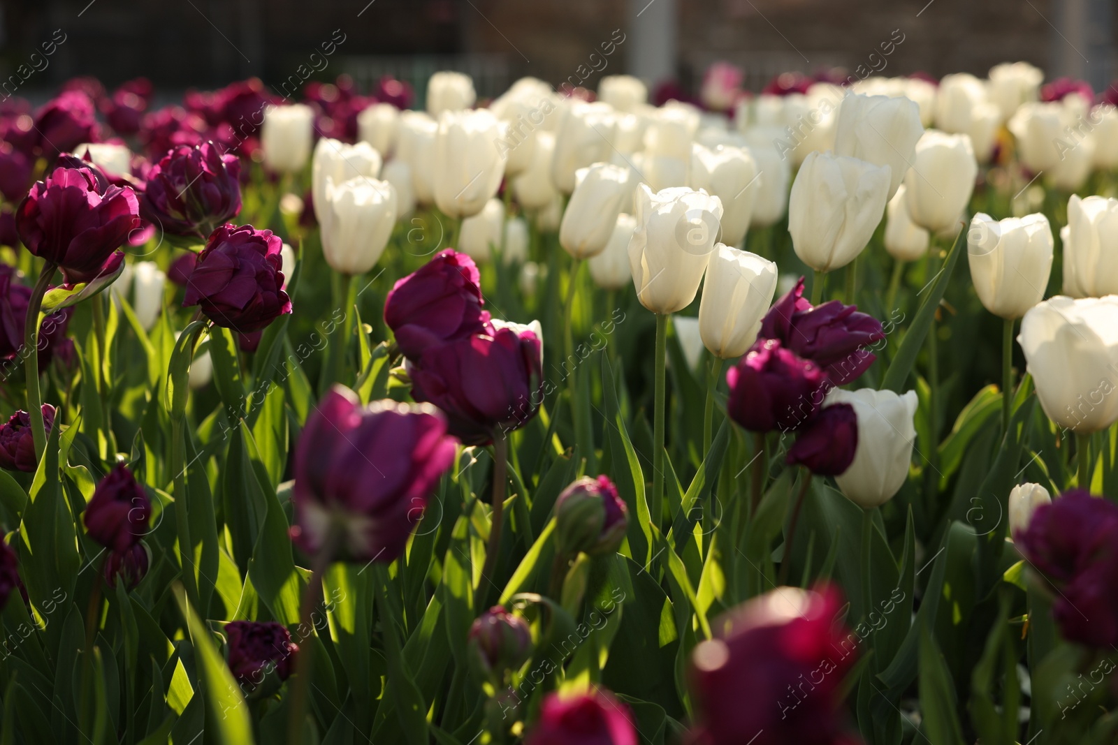 Photo of Beautiful colorful tulips growing in flower bed