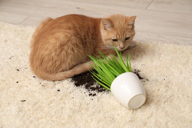 Cute ginger cat near overturned houseplant on carpet indoors