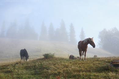 Photo of Beautiful view of horses on misty meadow