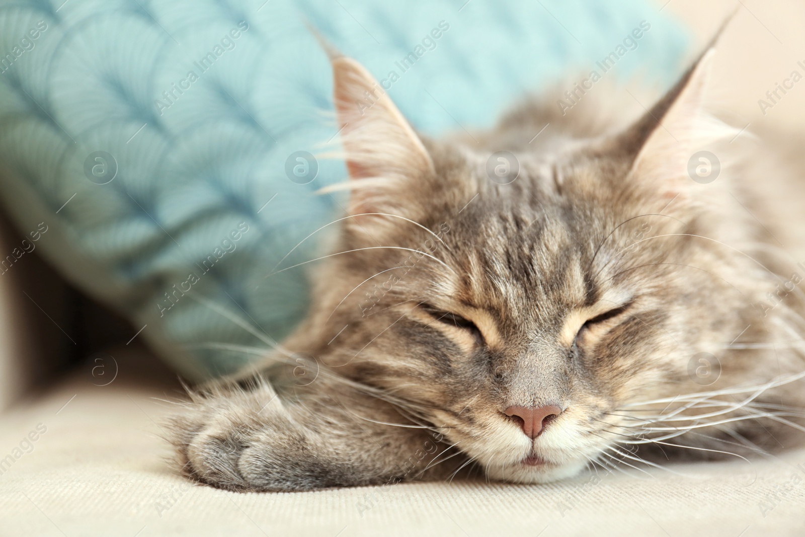 Photo of Adorable Maine Coon cat sleeping on couch at home, closeup
