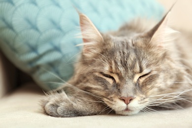 Adorable Maine Coon cat sleeping on couch at home, closeup