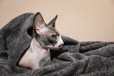 Photo of Cute sphynx cat covered with plaid on sofa. Friendly pet