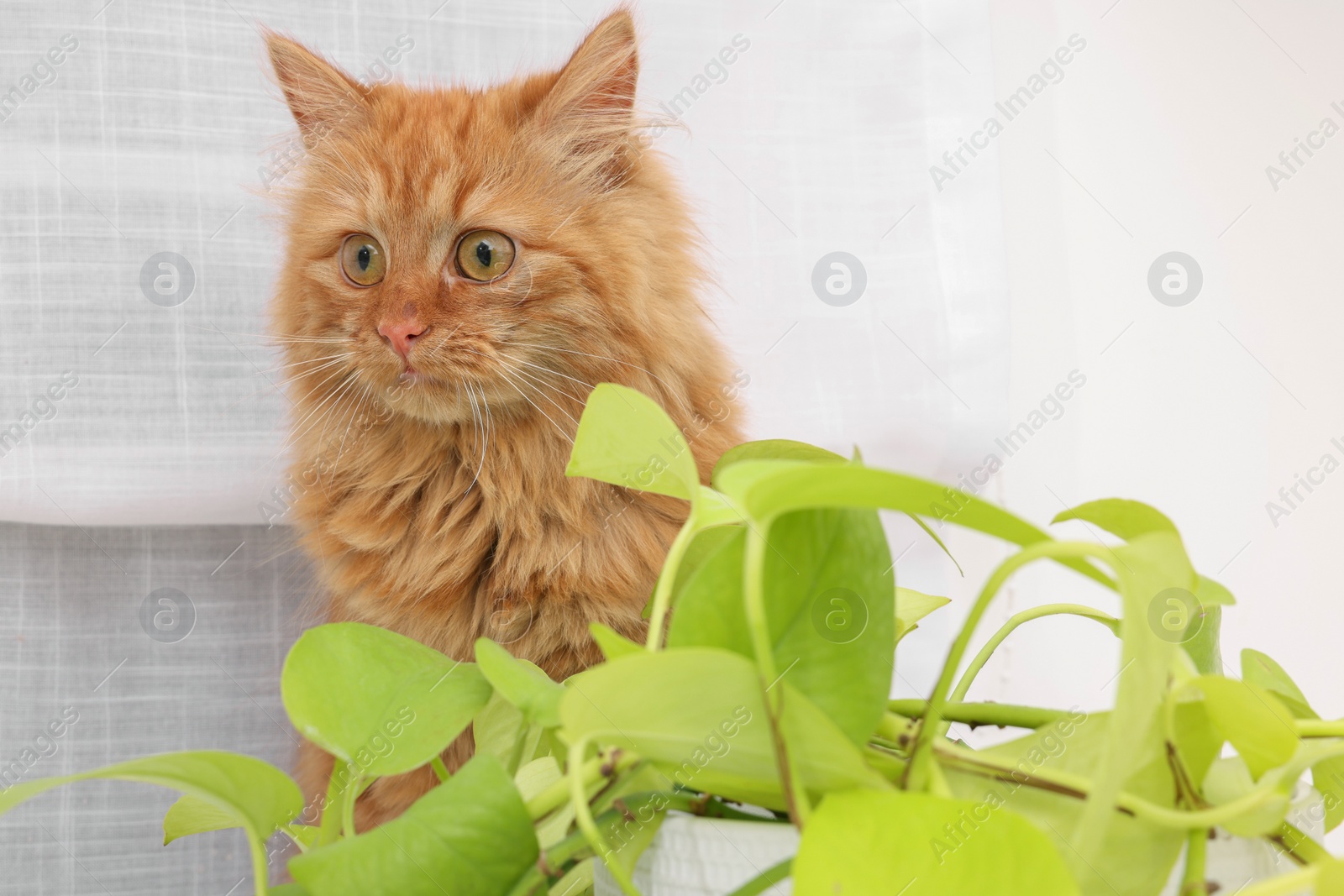 Photo of Adorable cat near green houseplant at home