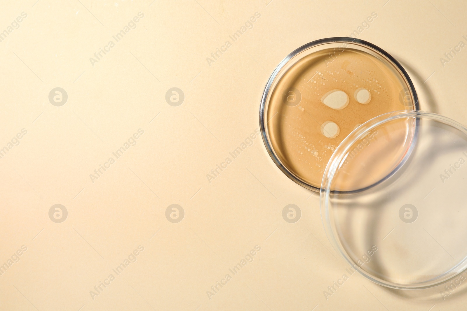 Photo of Petri dish with color liquid and lid on beige background, flat lay. Space for text