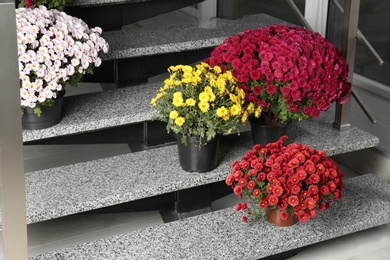 Photo of Beautiful composition with chrysanthemum flowers on stone stairs indoors