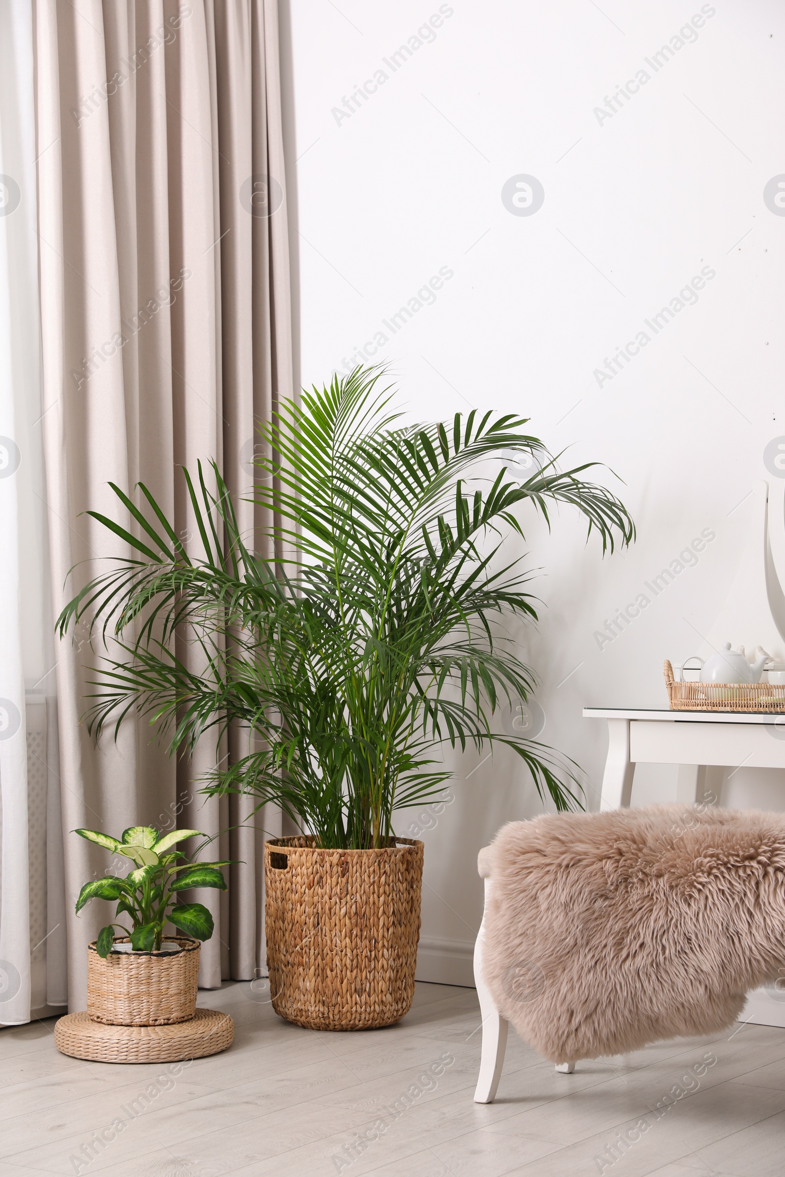 Photo of Beautiful potted plants near window with curtains in stylish room