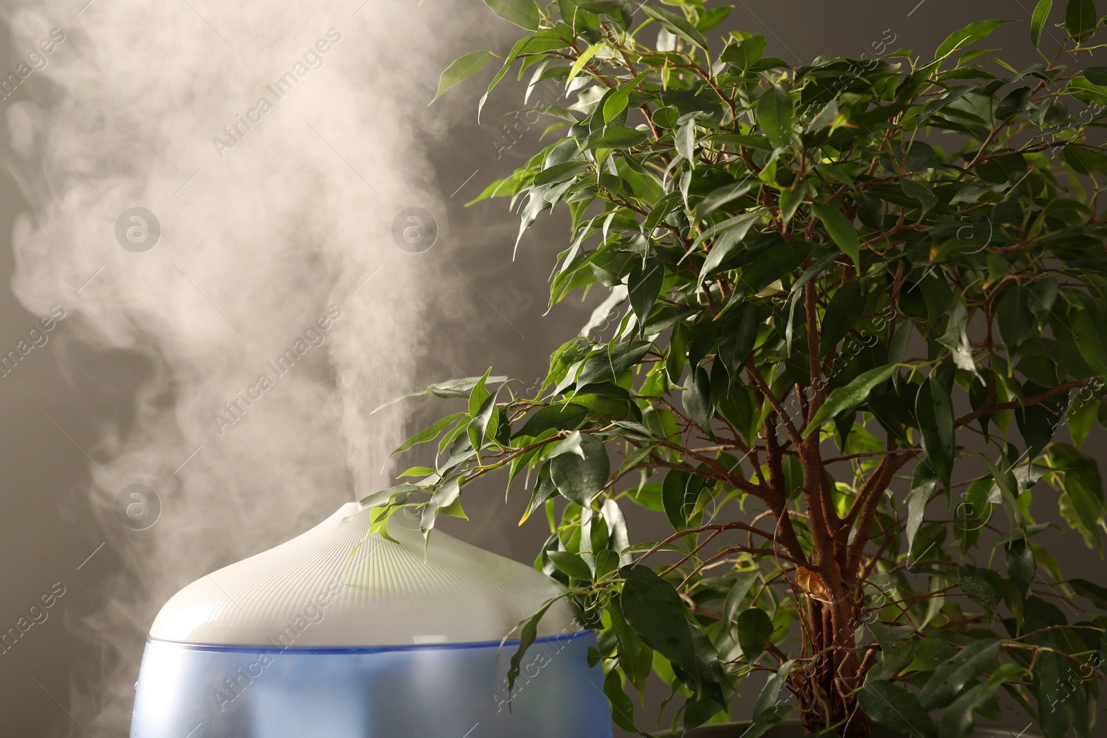 Photo of Air humidifier near houseplant against grey wall