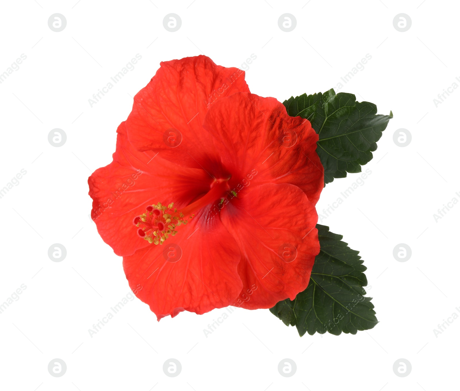 Photo of Beautiful red hibiscus flower with green leaves isolated on white