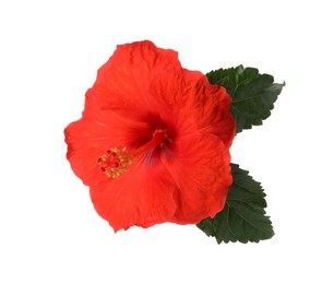 Beautiful red hibiscus flower with green leaves isolated on white