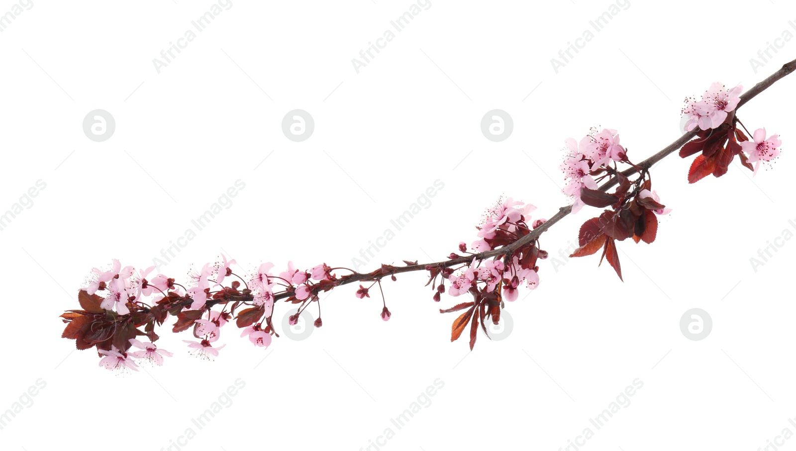 Photo of Spring tree branch with beautiful blossoms isolated on white