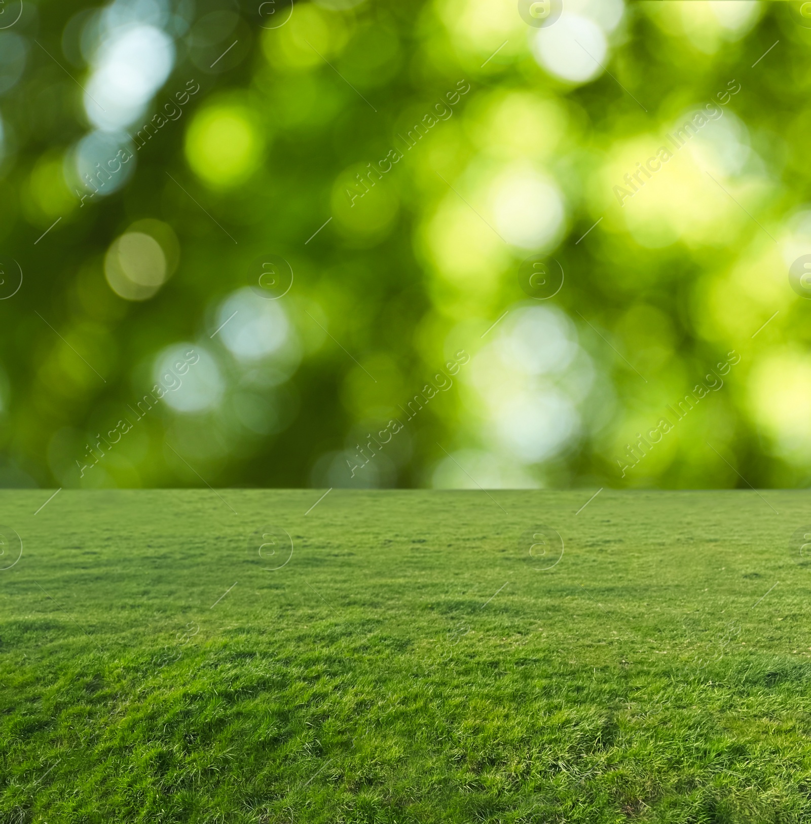 Image of Beautiful lawn with green grass on sunny day. Bokeh effect