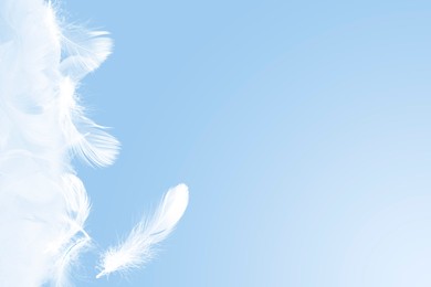 Image of Fluffy bird feathers in air on light blue background, space for text