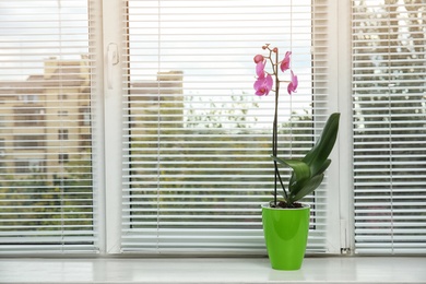 Beautiful tropical orchid flower in pot on windowsill. Space for text