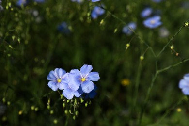 Photo of Beautiful blooming flax plants in meadow, space for text