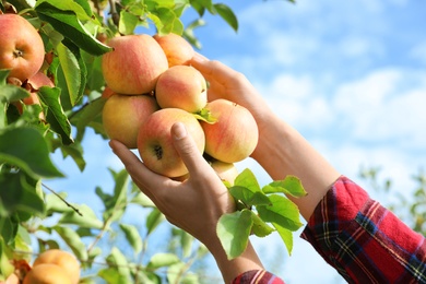 Photo of Woman picking ripe apples from tree outdoors, closeup