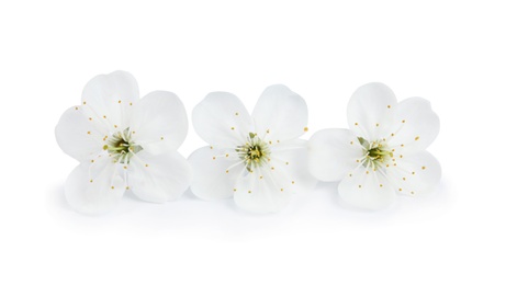 Beautiful flowers of blooming spring tree on white background