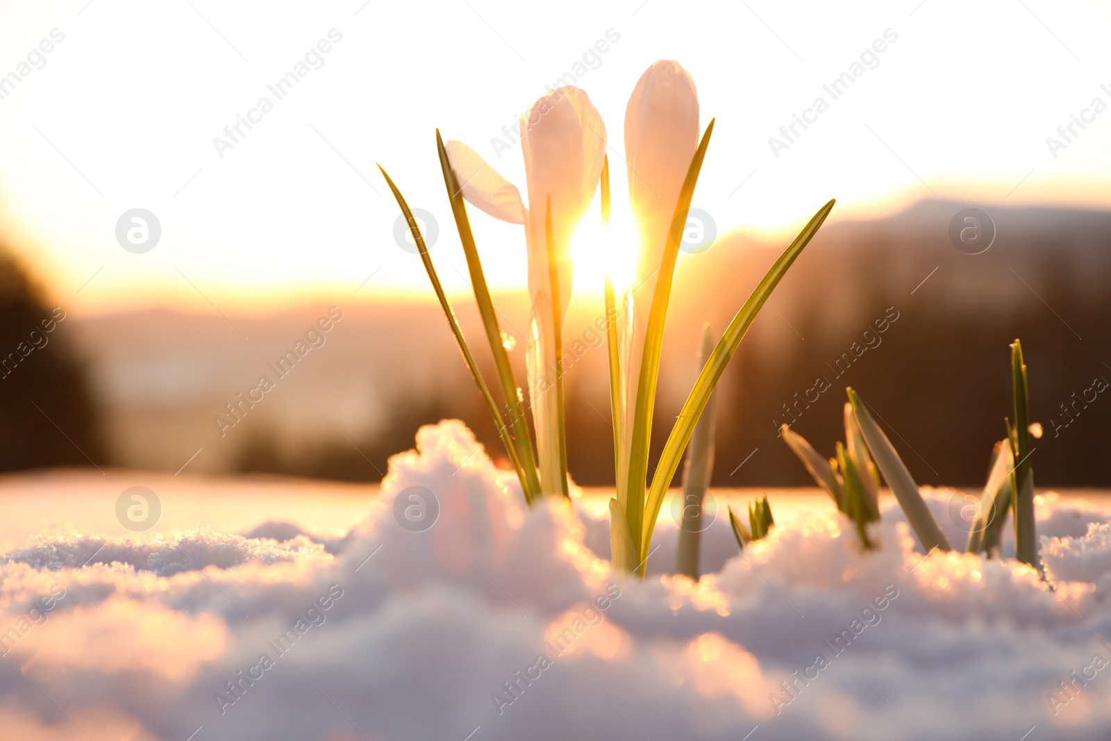 Photo of Beautiful crocuses growing through snow. First spring flowers