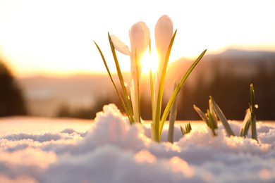 Photo of Beautiful crocuses growing through snow. First spring flowers