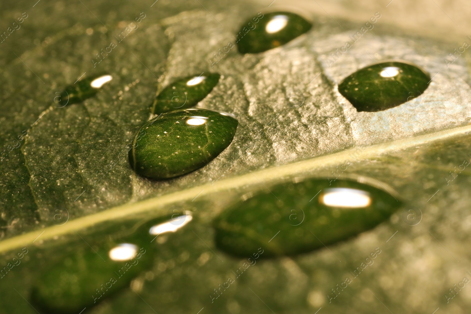 Photo of Water drops on green leaf, macro view