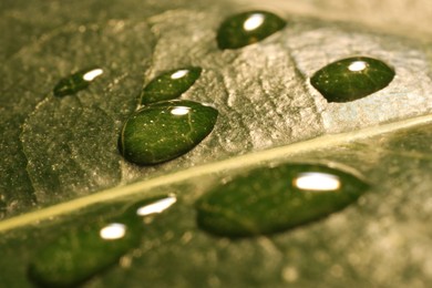 Photo of Water drops on green leaf, macro view