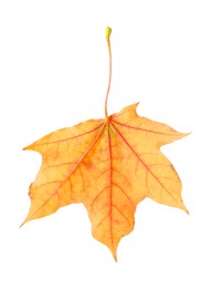 Photo of One maple leaf isolated on white. Autumn season