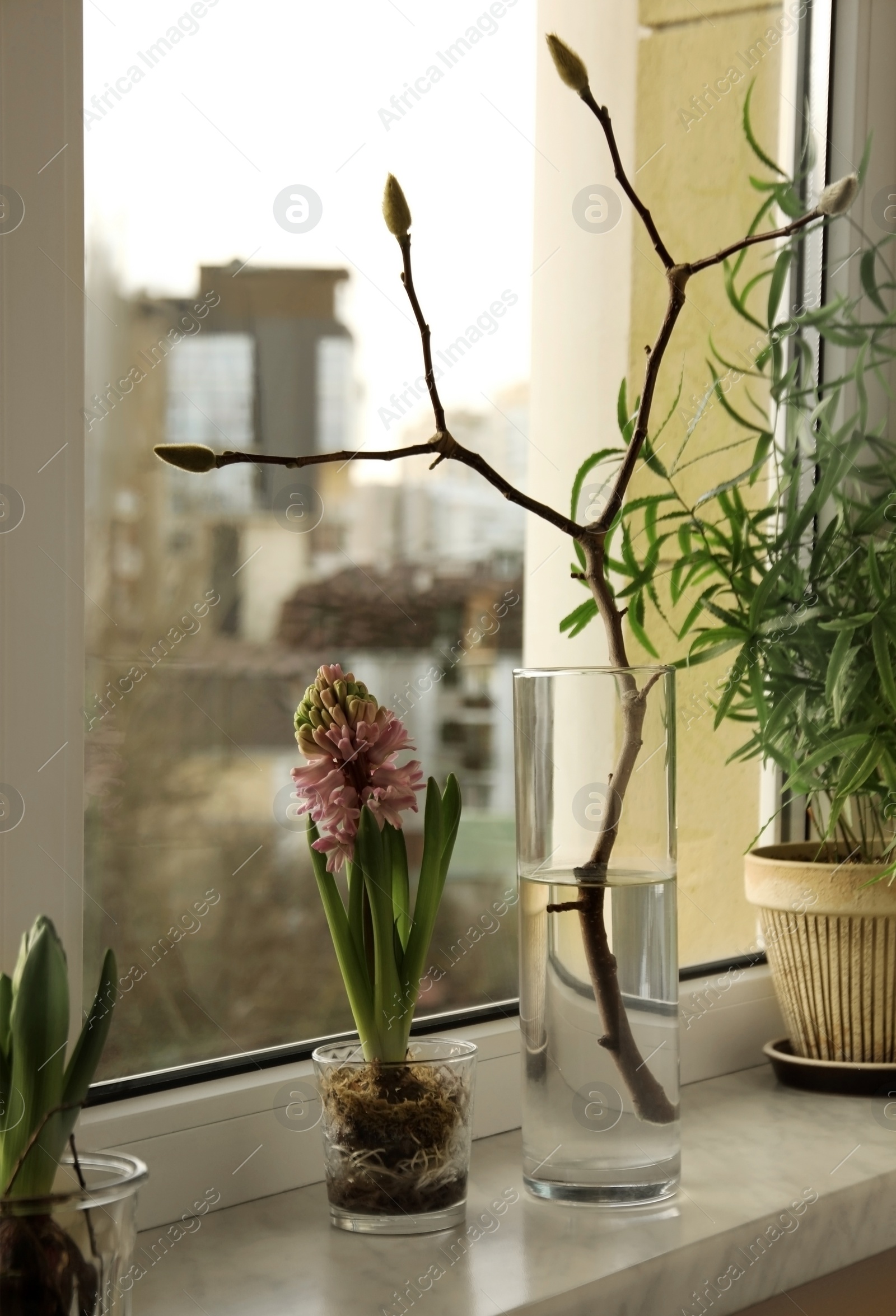 Photo of Beautiful hyacinth flower, tree branch with buds and houseplant on window sill indoors. Spring time