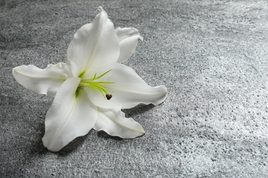 Beautiful lily flower on grey stone background