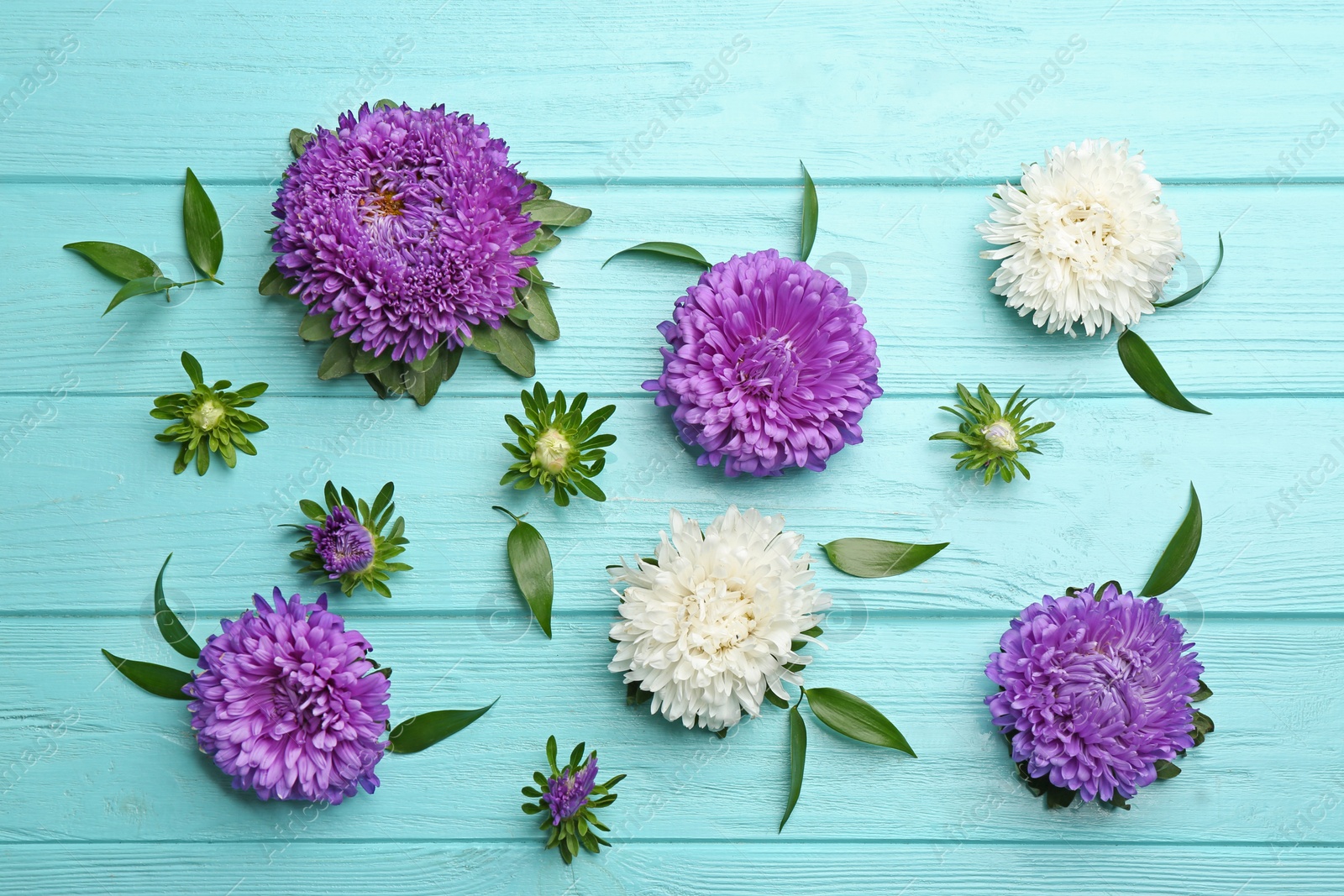 Photo of Beautiful asters on light blue wooden background, flat lay. Autumn flowers