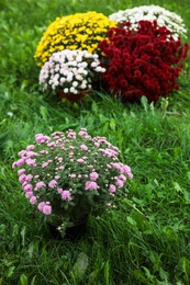 Photo of Beautiful blooming Chrysanthemum bushes outdoors. Autumn flowers