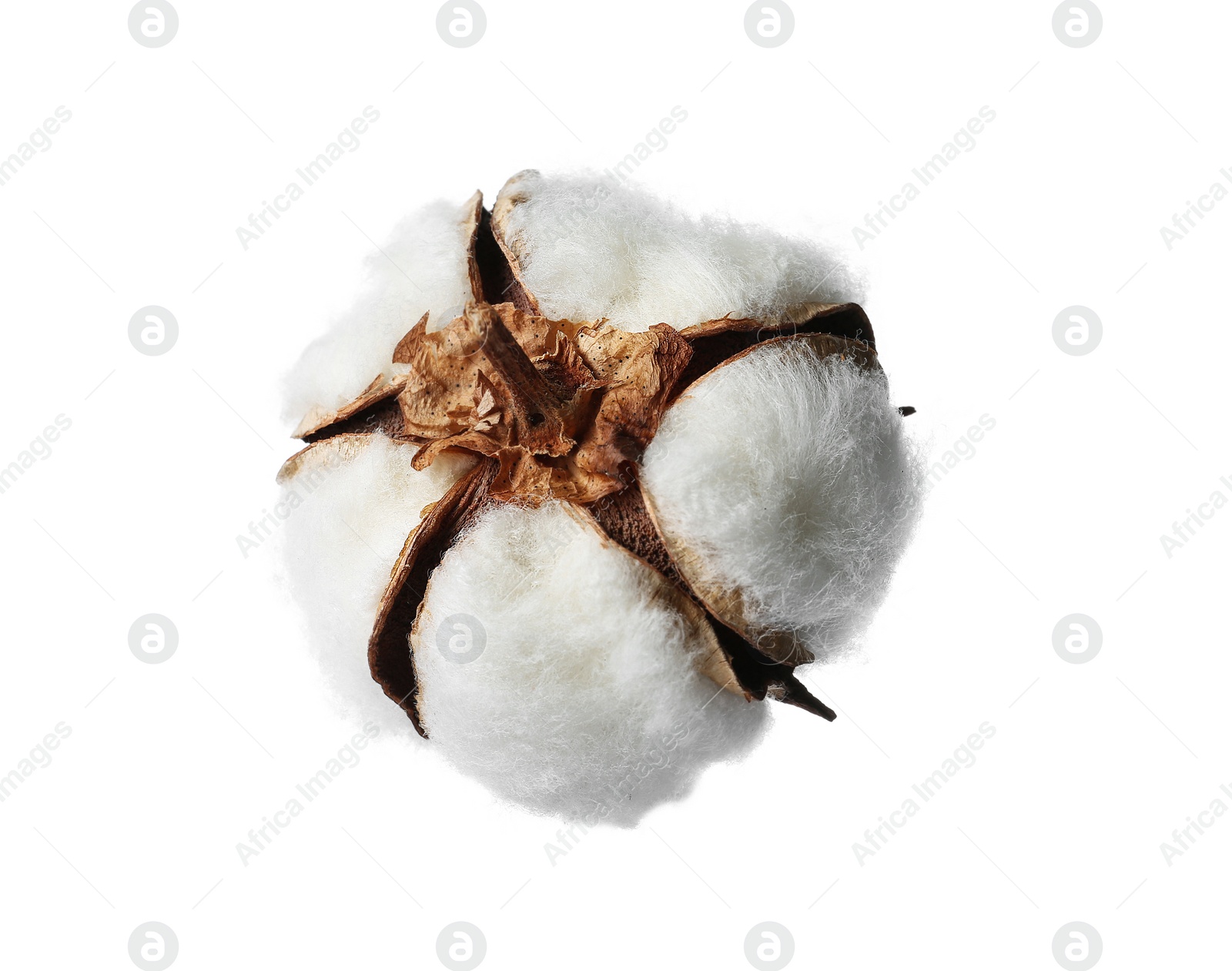 Photo of Beautiful fluffy cotton flower on white background