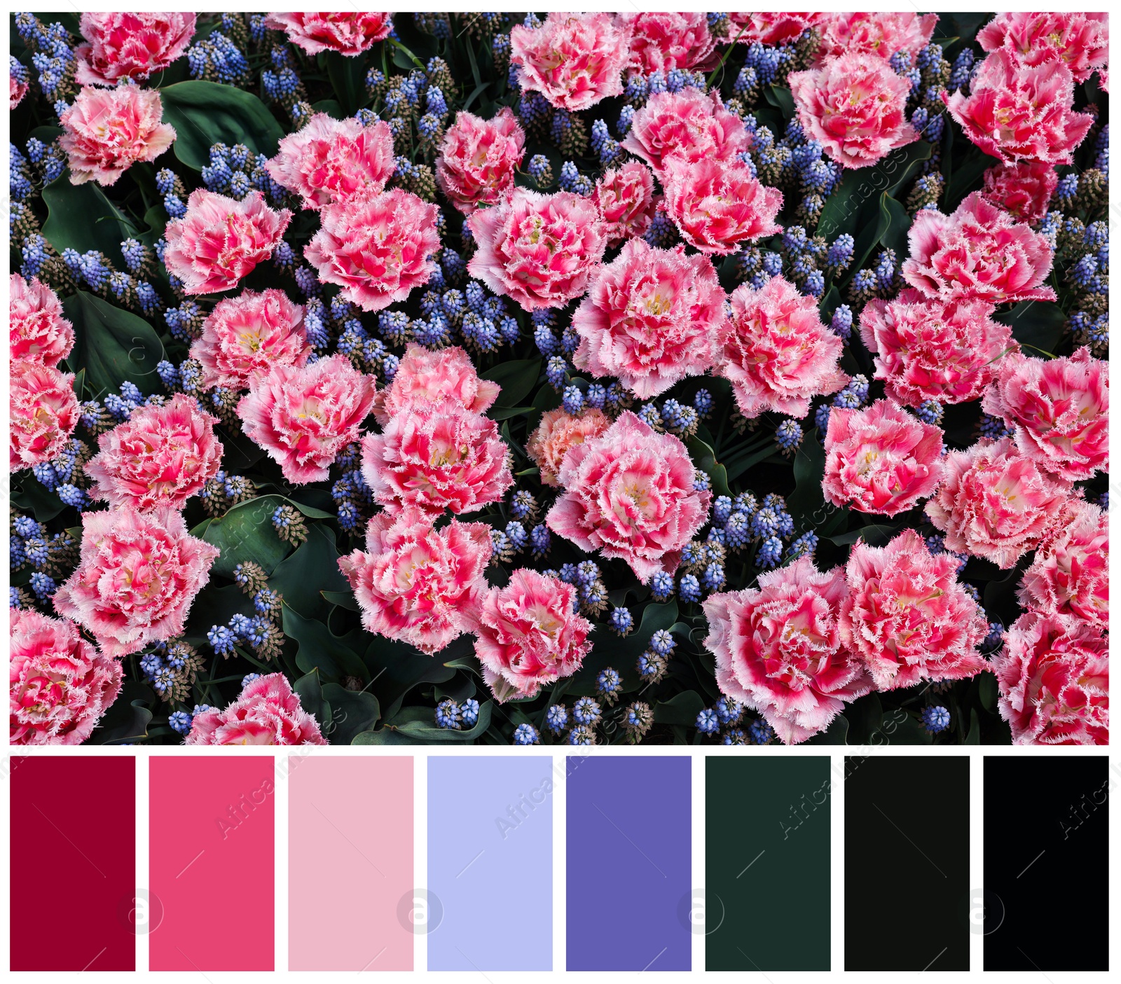 Image of Many beautiful tulips and muscari flowers and color palette. Collage