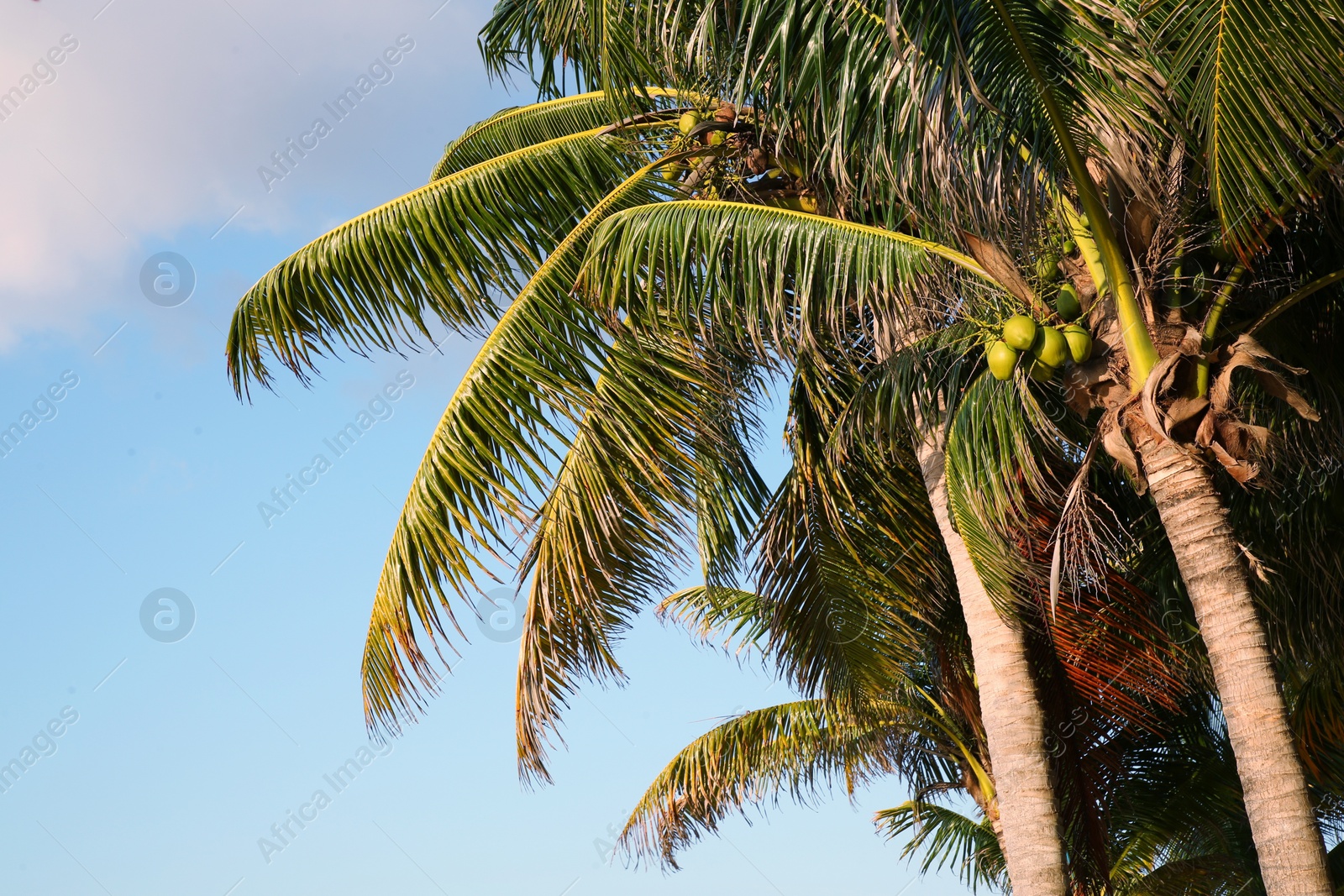 Photo of Beautiful palm trees with green leaves under clear blue sky, low angle view