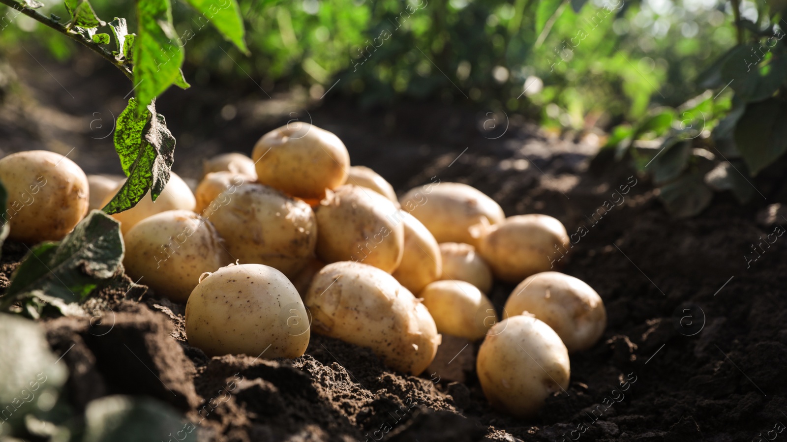 Photo of Pile of ripe potatoes on ground in field